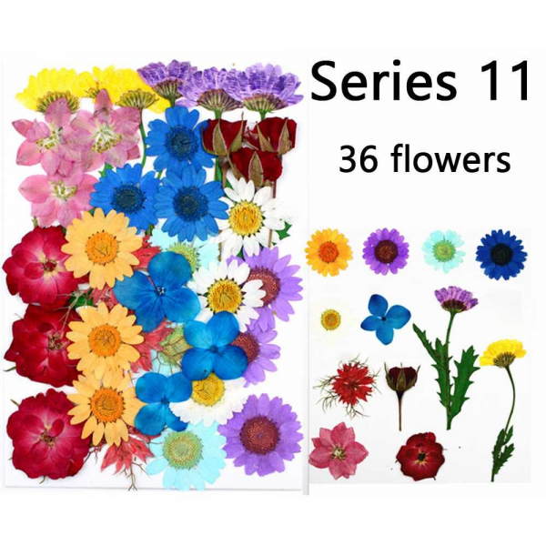Dried Flower Pack - Suitable for gifts